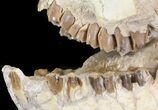 Oreodont (Merycoidodon gracilis) Skull - South Dakota #43134-1